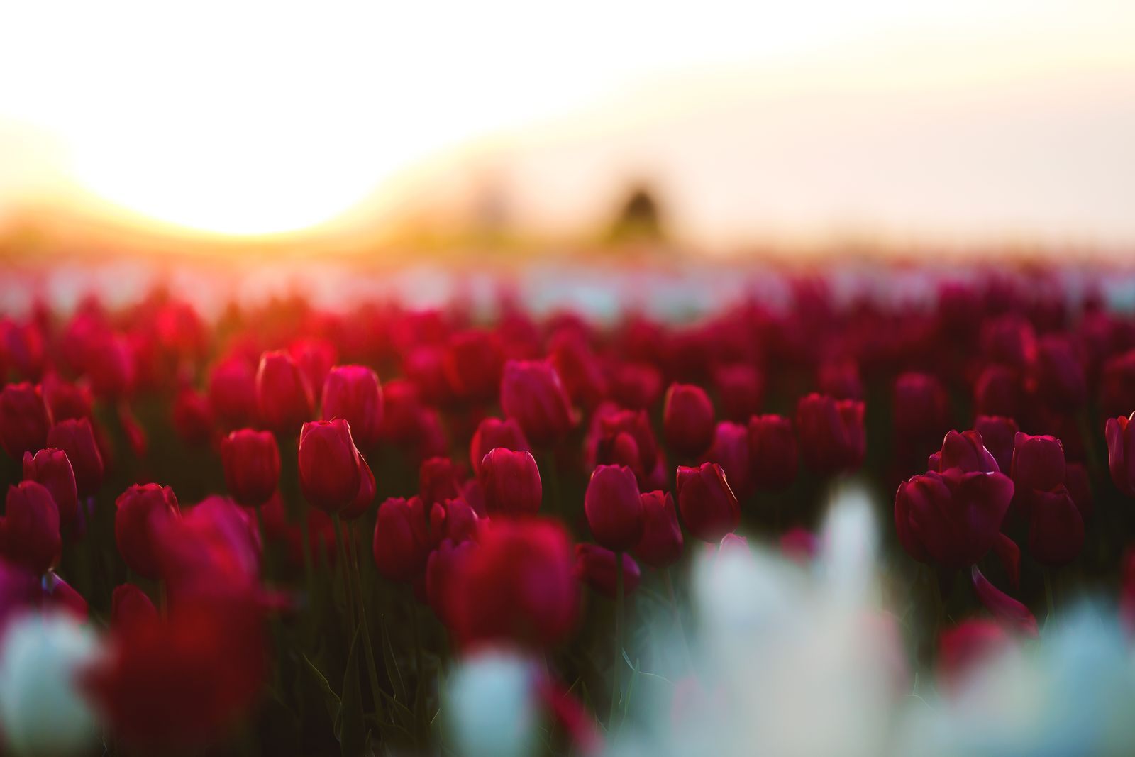 Red tulips glowing at sunrise in a field near Woodburn, in the Willamette Valley of Oregon wine country